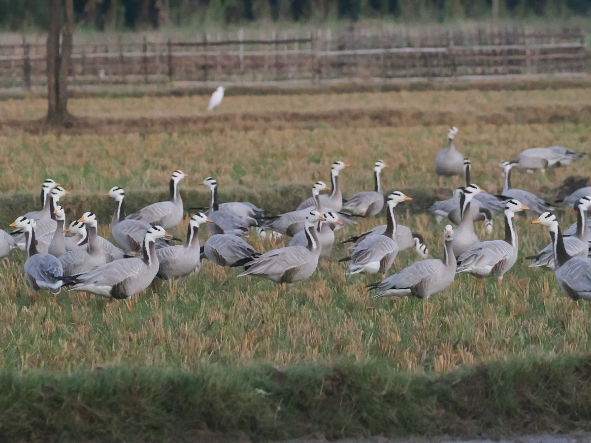 Bar-headed Goose - ML632083477