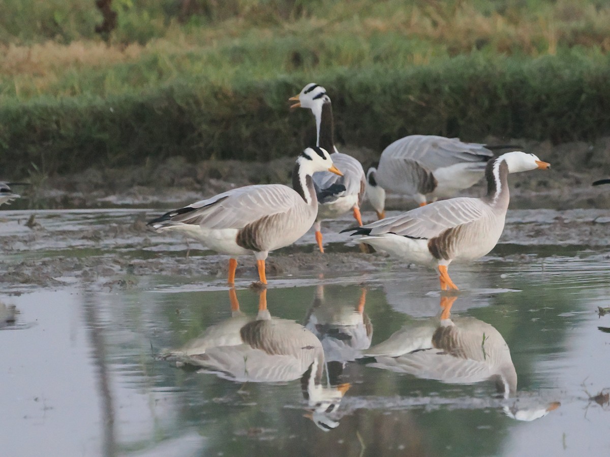 Bar-headed Goose - ML632083478