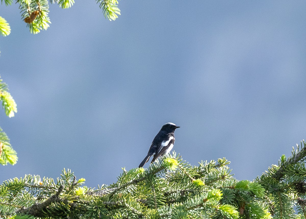 Blue-capped Redstart - ML632083487