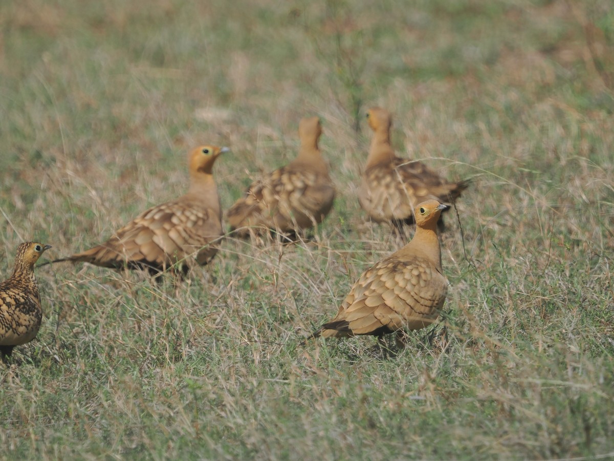 Chestnut-bellied Sandgrouse - ML632083495