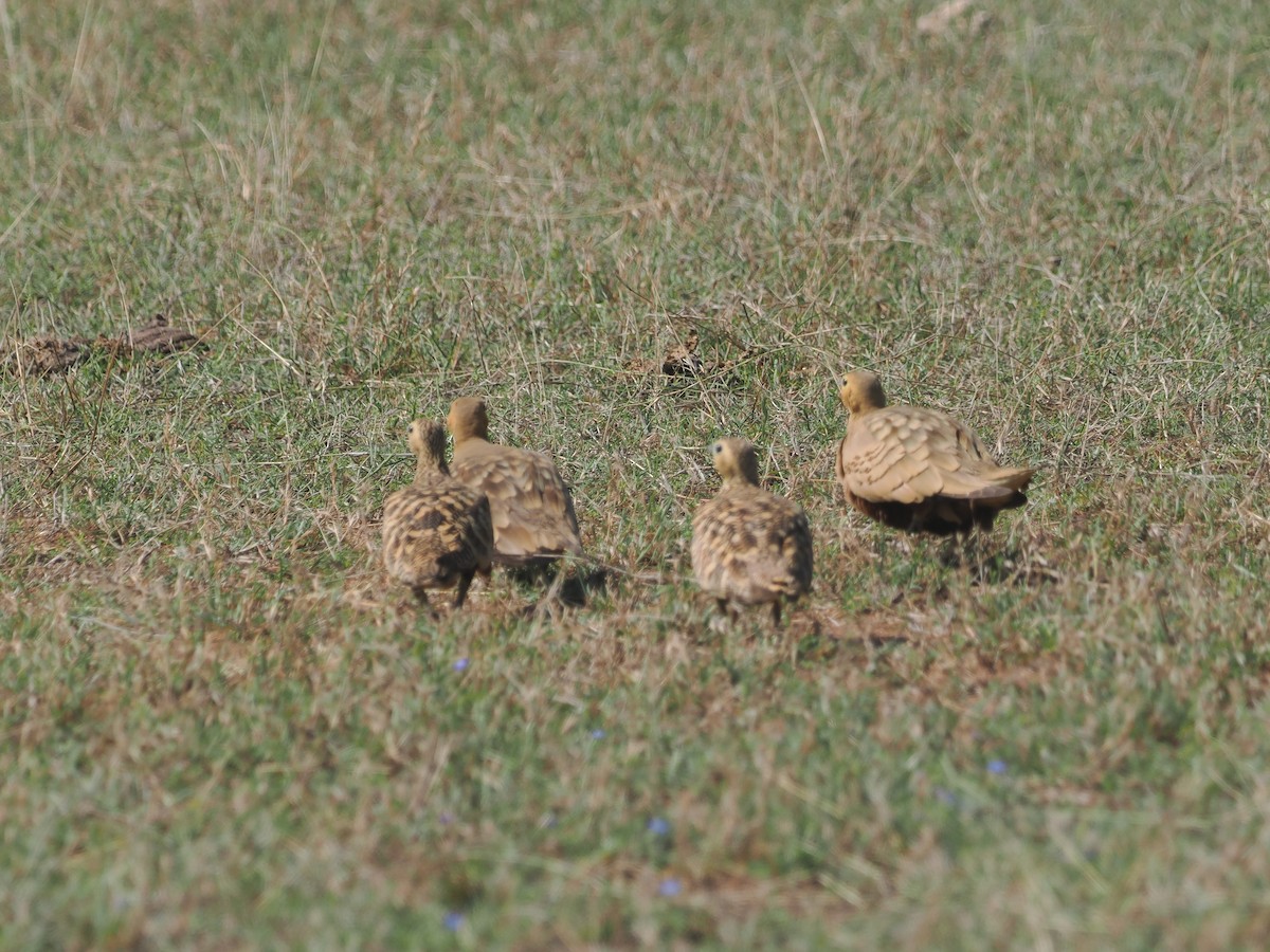 Chestnut-bellied Sandgrouse - ML632083496
