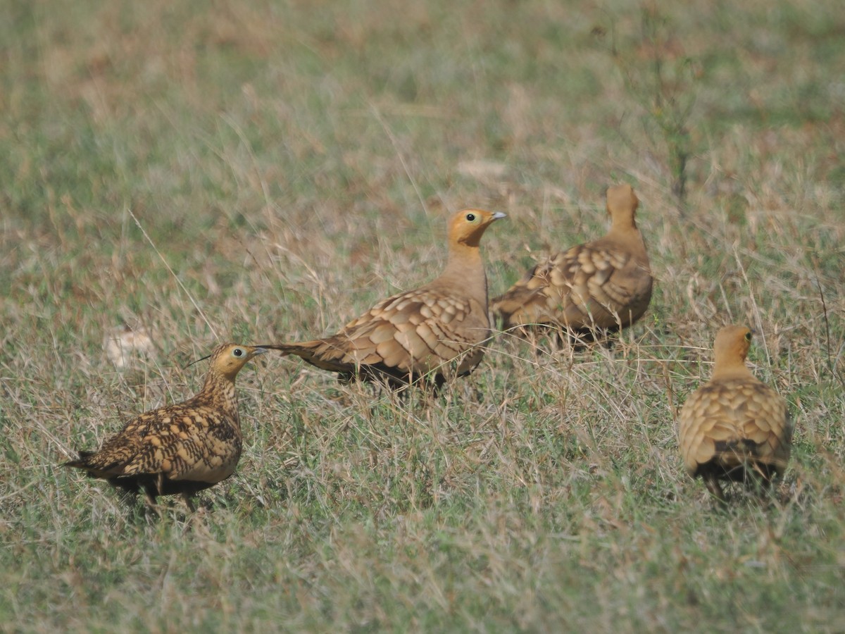 Chestnut-bellied Sandgrouse - ML632083497