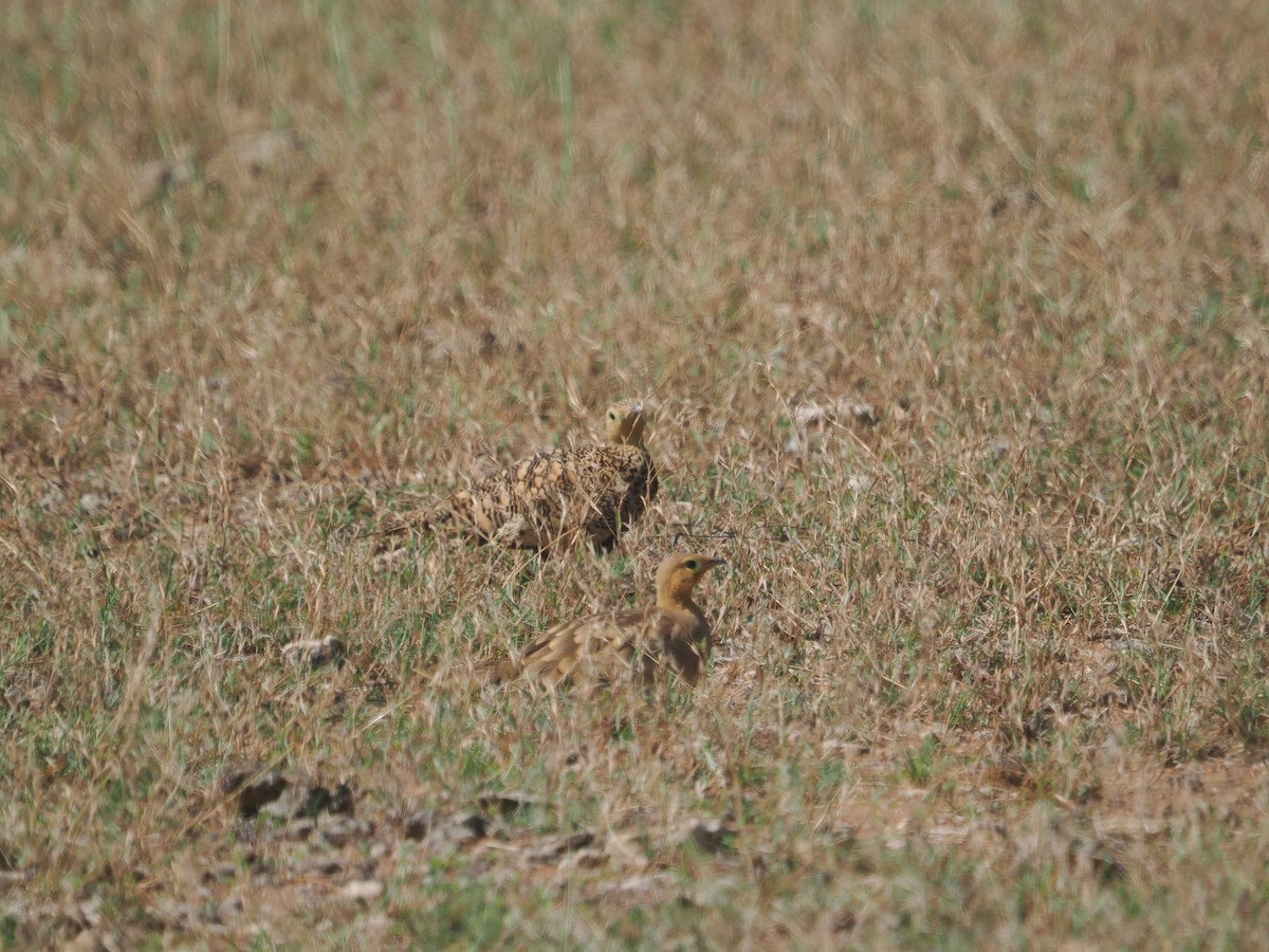 Chestnut-bellied Sandgrouse - ML632083498