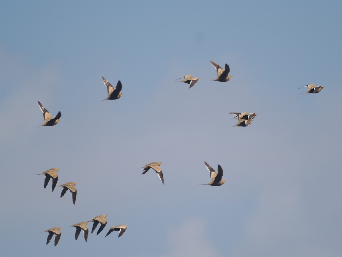Chestnut-bellied Sandgrouse - ML632083508