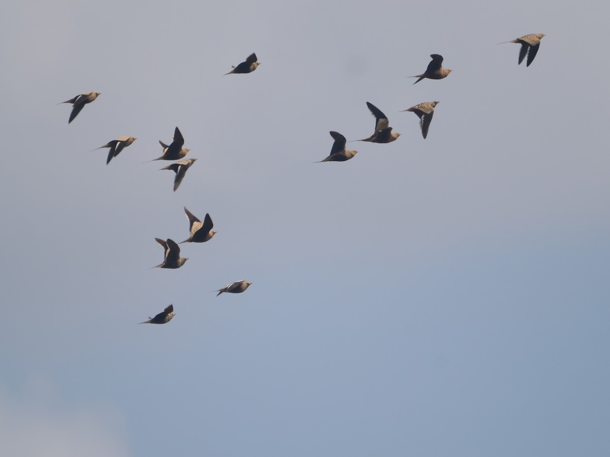 Chestnut-bellied Sandgrouse - ML632083509