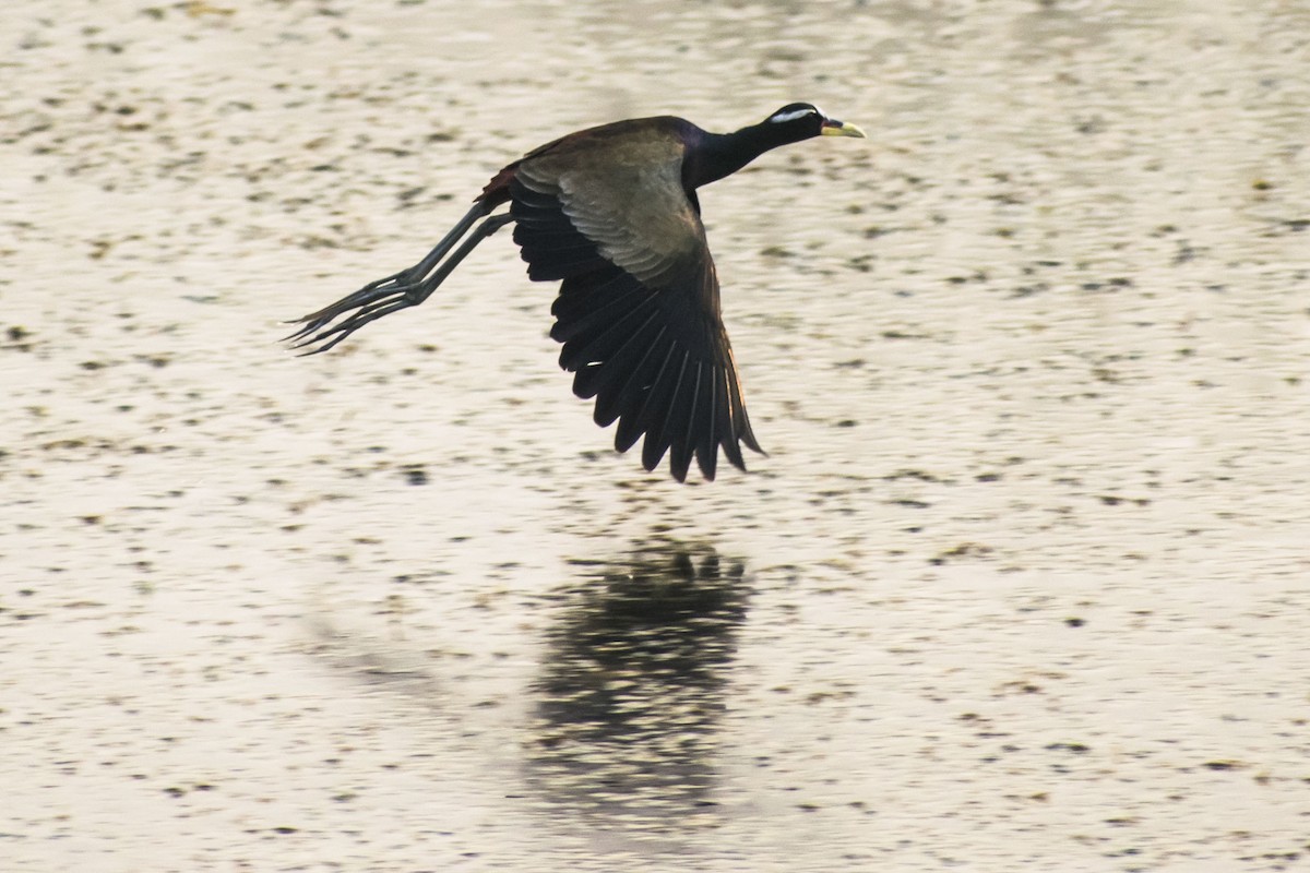 Bronze-winged Jacana - ML632083634