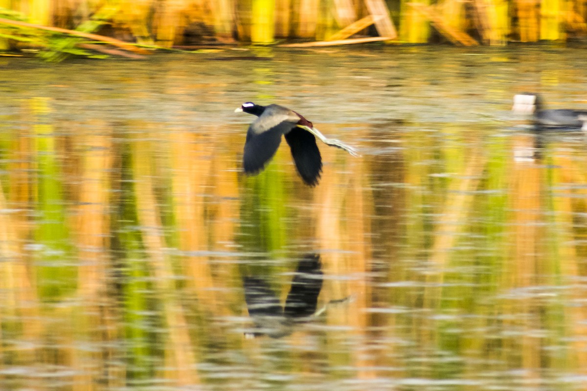 Bronze-winged Jacana - ML632083636