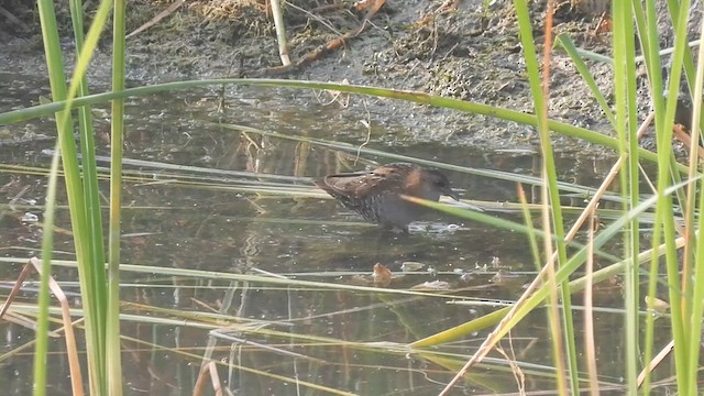 Baillon's Crake - ML632083949