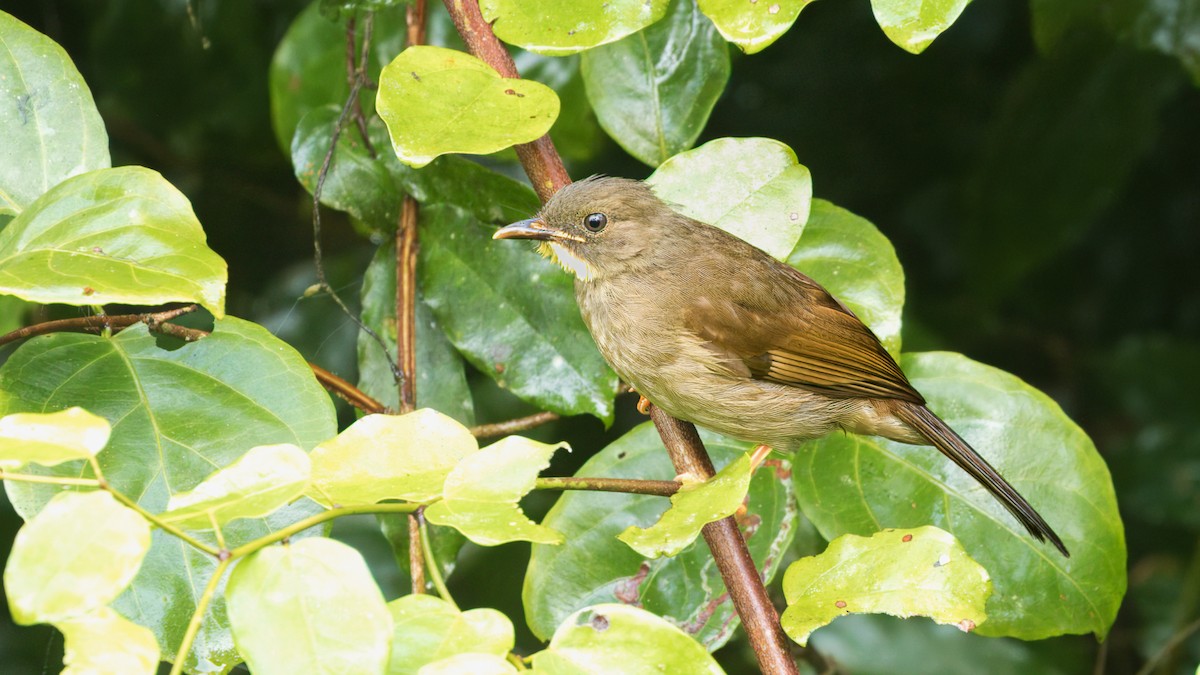 Yellow-whiskered Greenbul - ML632083972