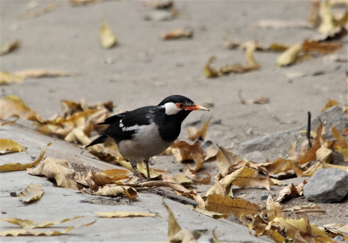 Indian Pied Starling - ML632084041