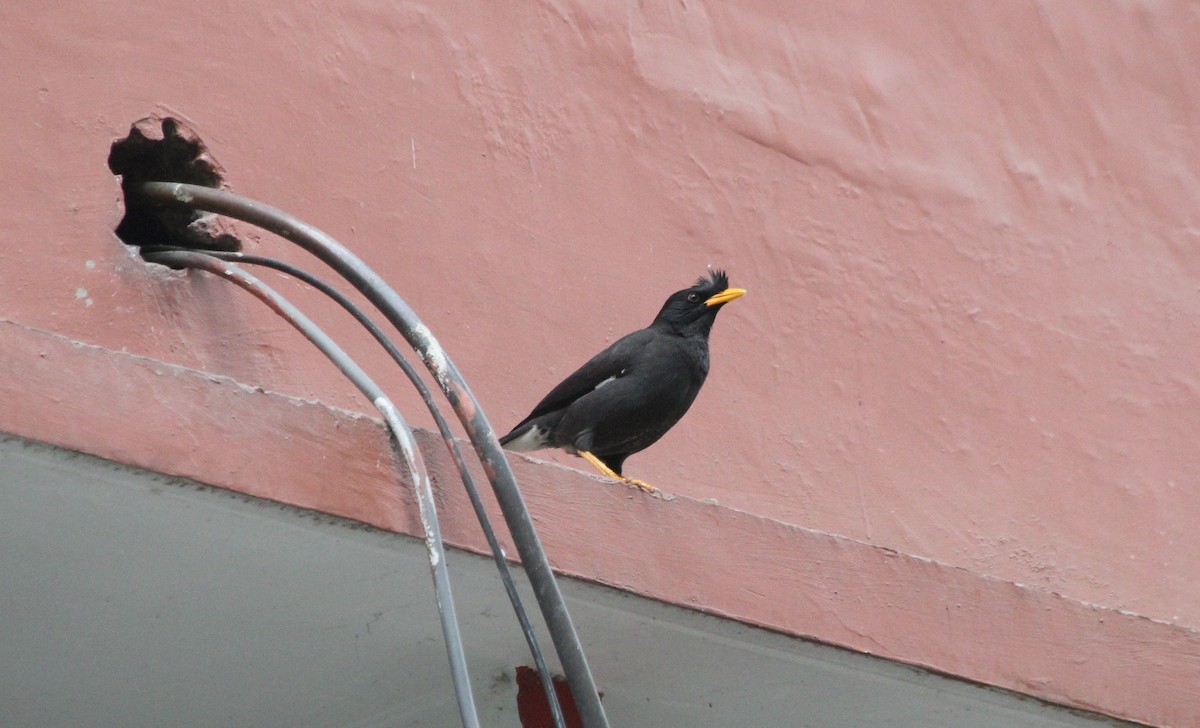 Jungle Myna - ML632084067