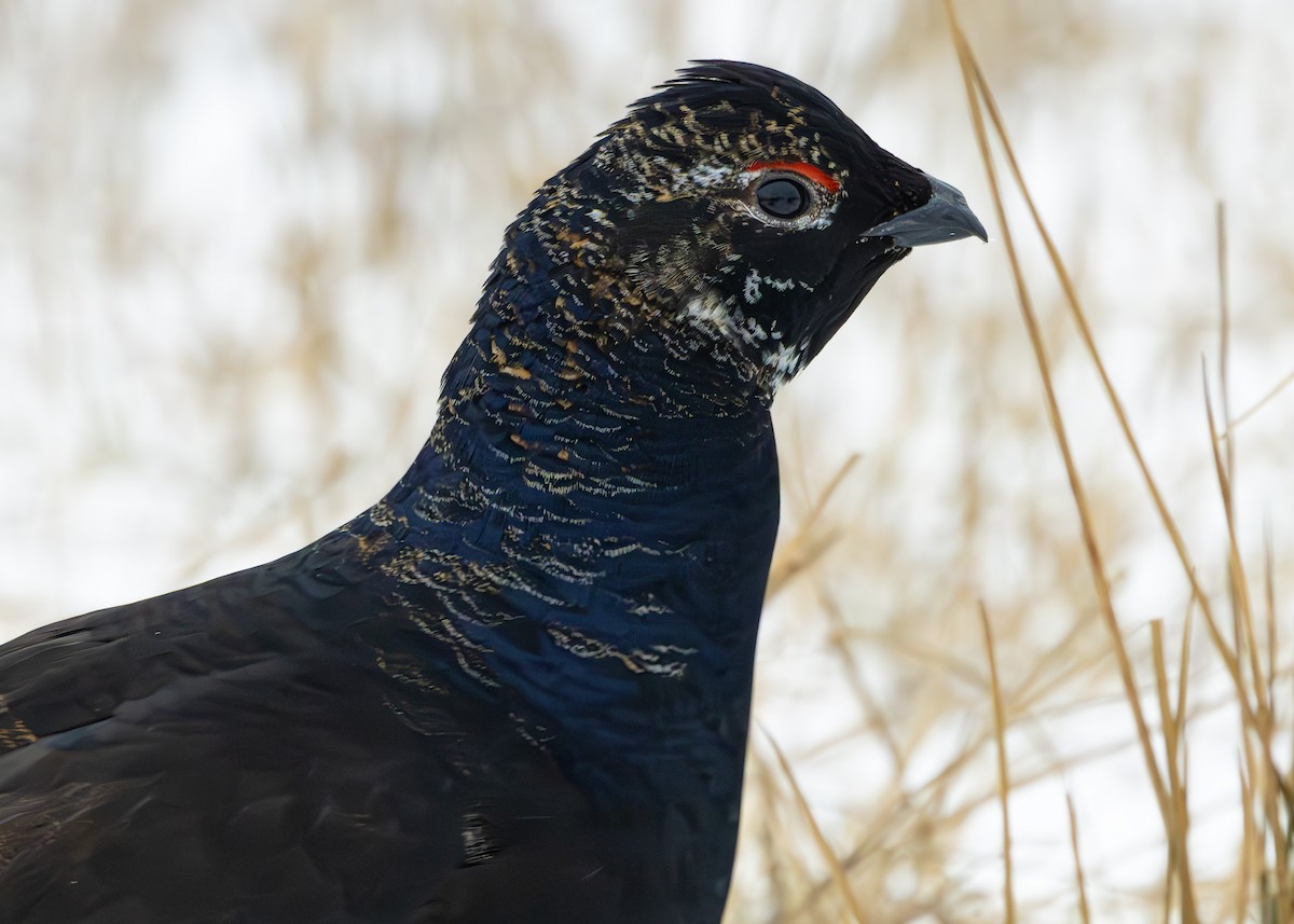 Black Grouse - ML632084074