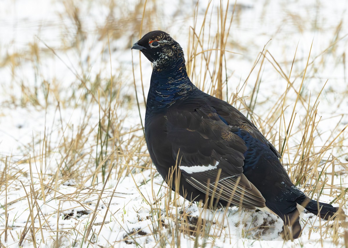 Black Grouse - ML632084077