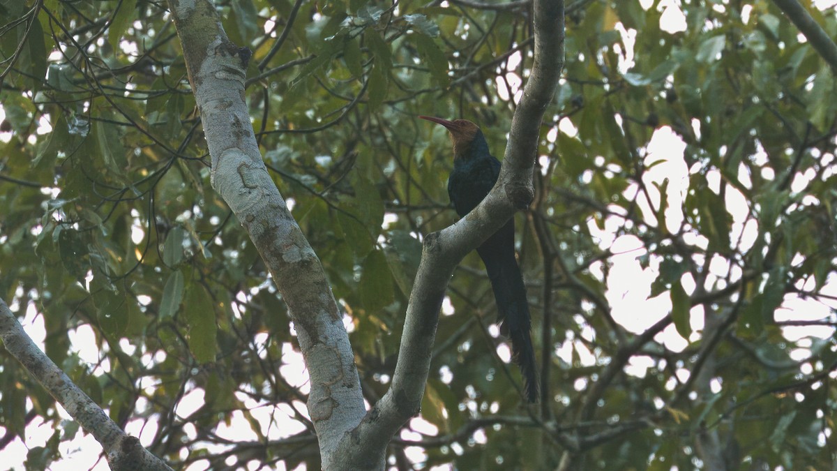 Forest Scimitarbill (Western) - ML632084096