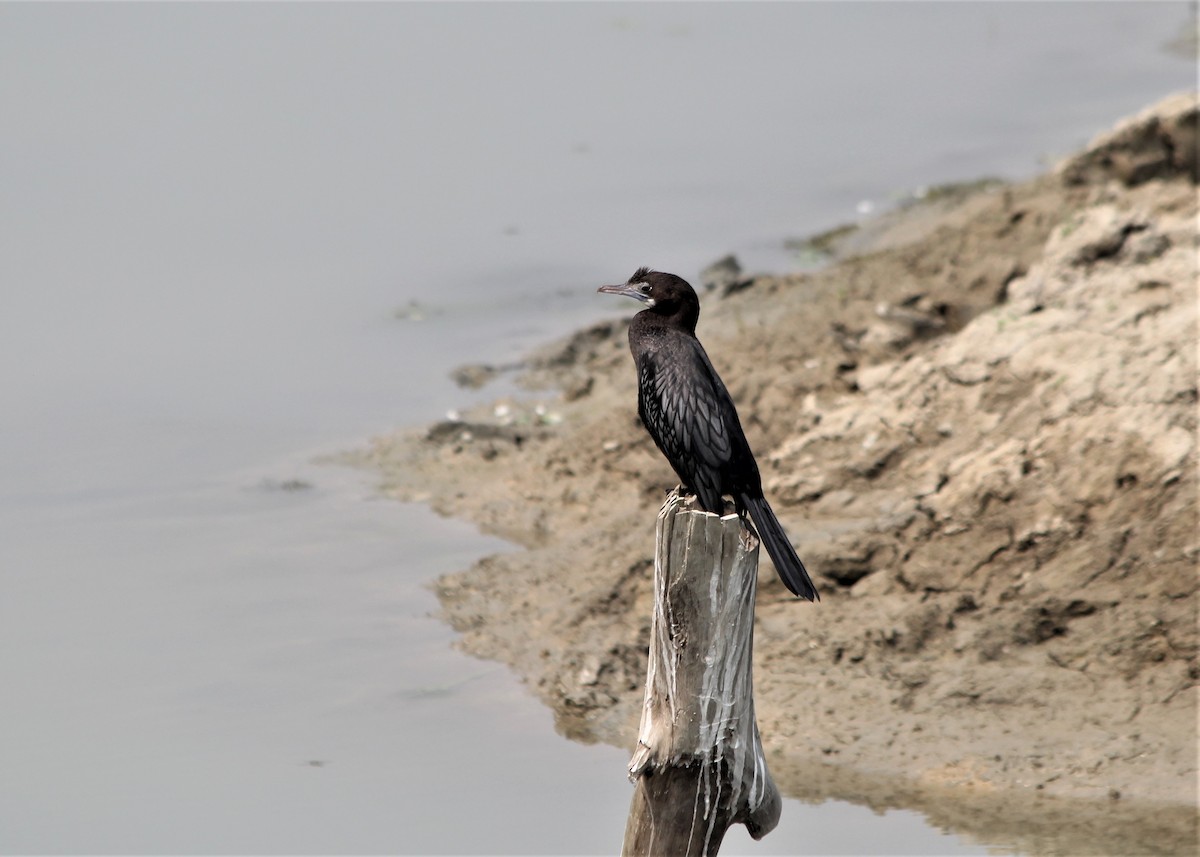 Cormoran de Vieillot - ML632084136