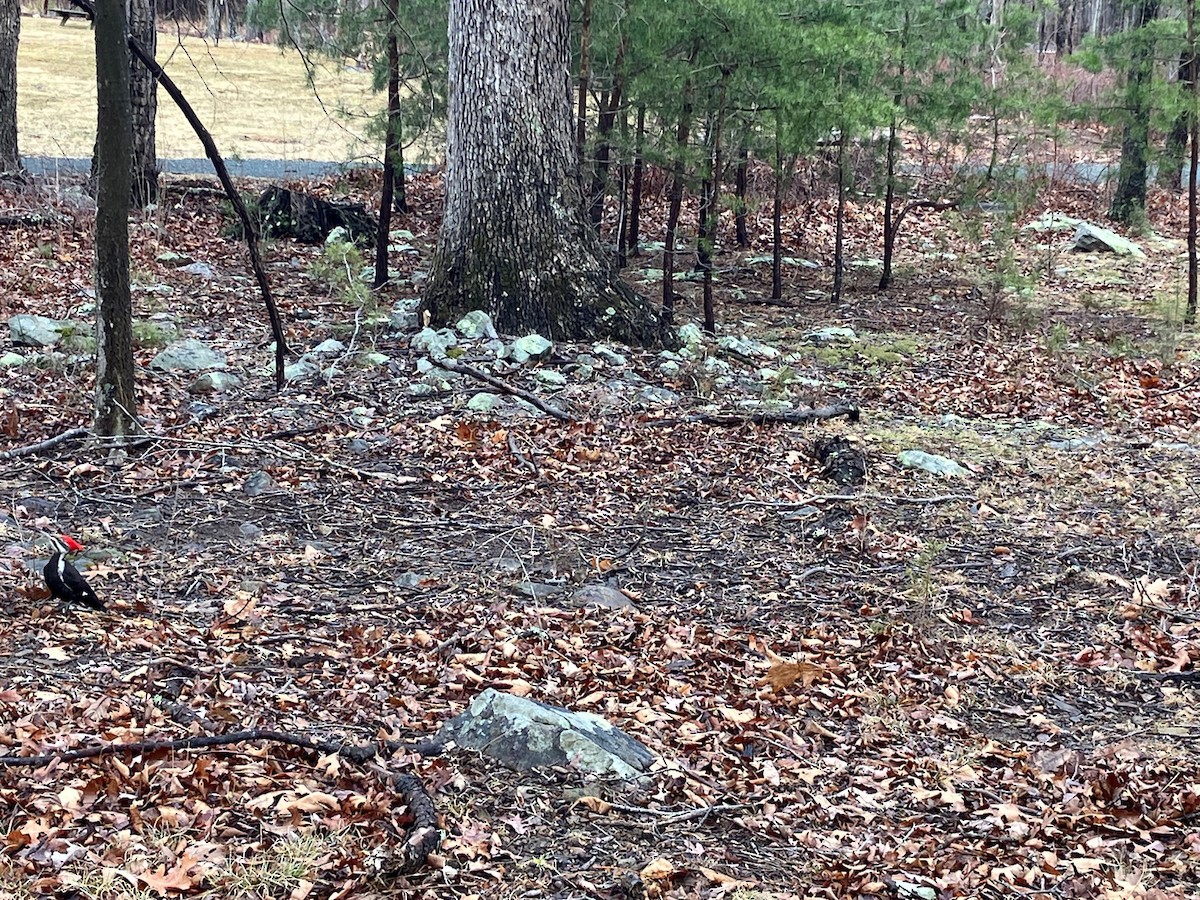 Pileated Woodpecker - ML632084265