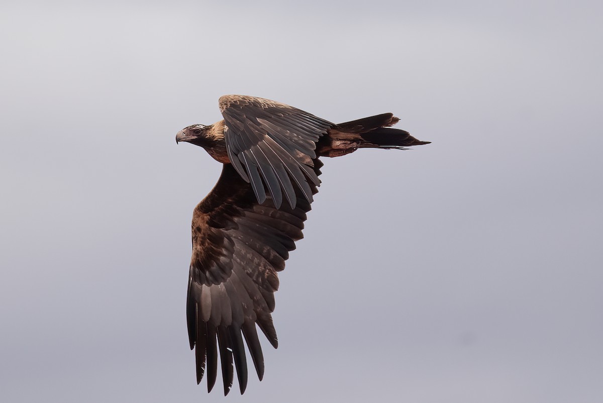 Keilschwanzadler - ML632084401