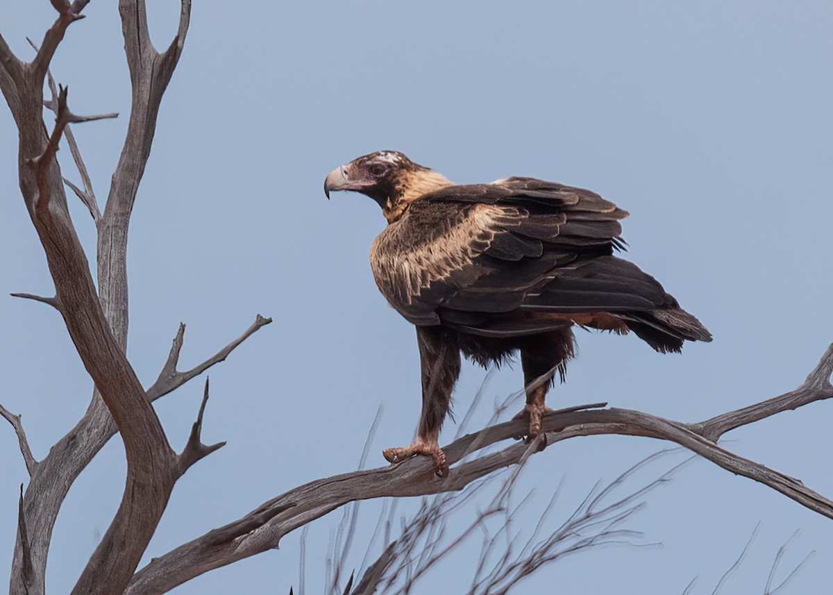 Keilschwanzadler - ML632084402