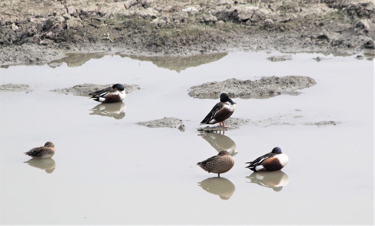 Canard souchet - ML632084471