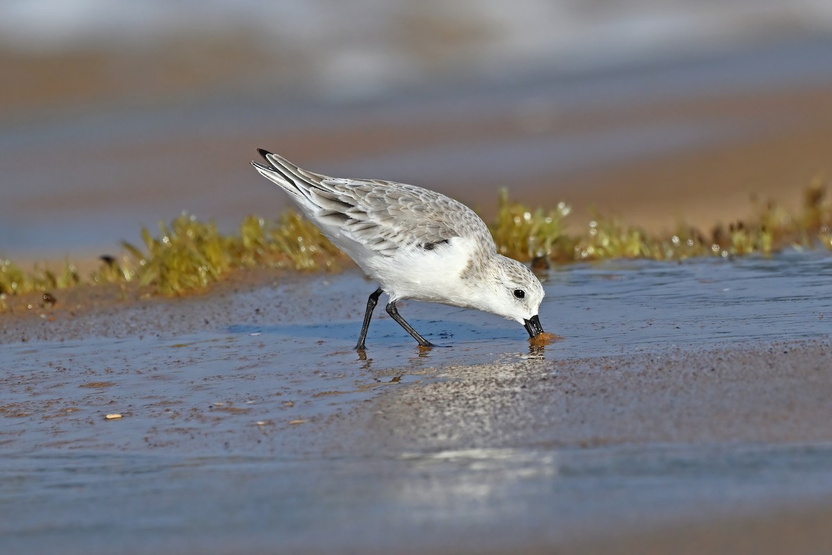 Sanderling - ML632084646