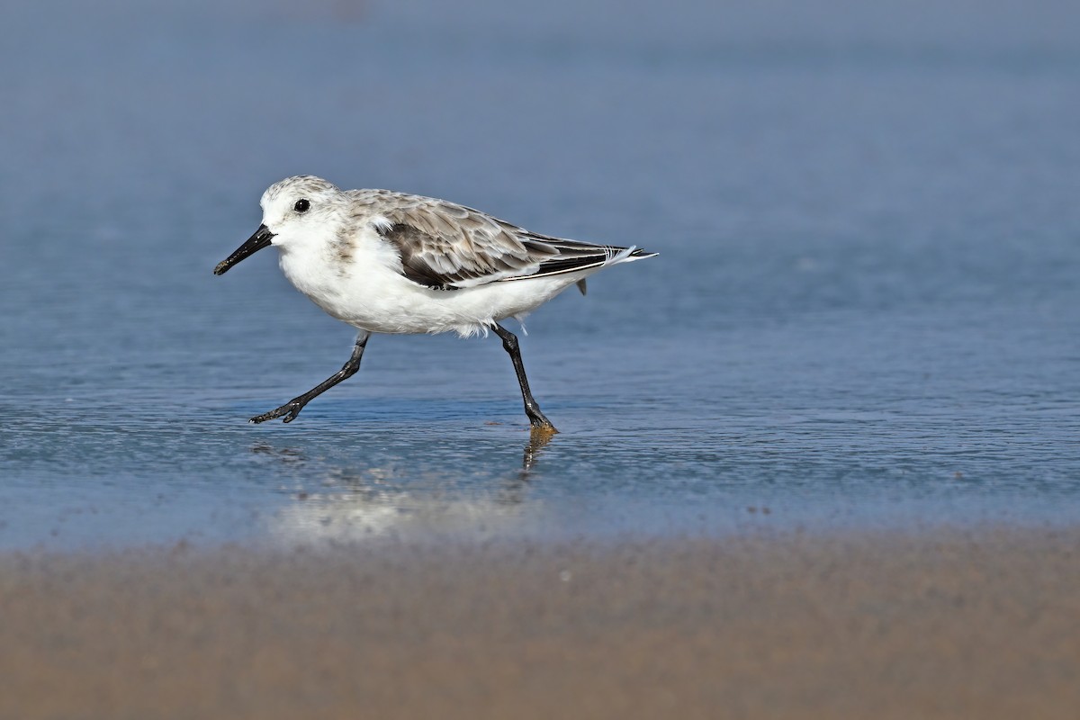 Sanderling - ML632084647