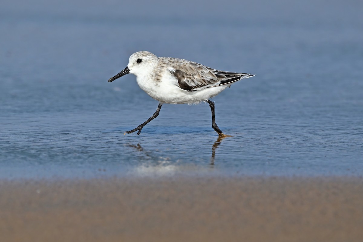 Sanderling - ML632084648