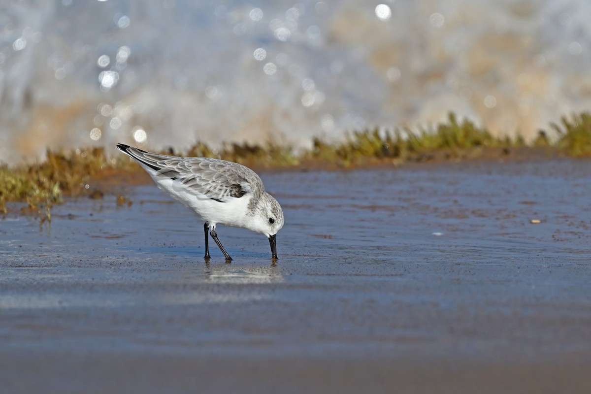 Sanderling - ML632084651