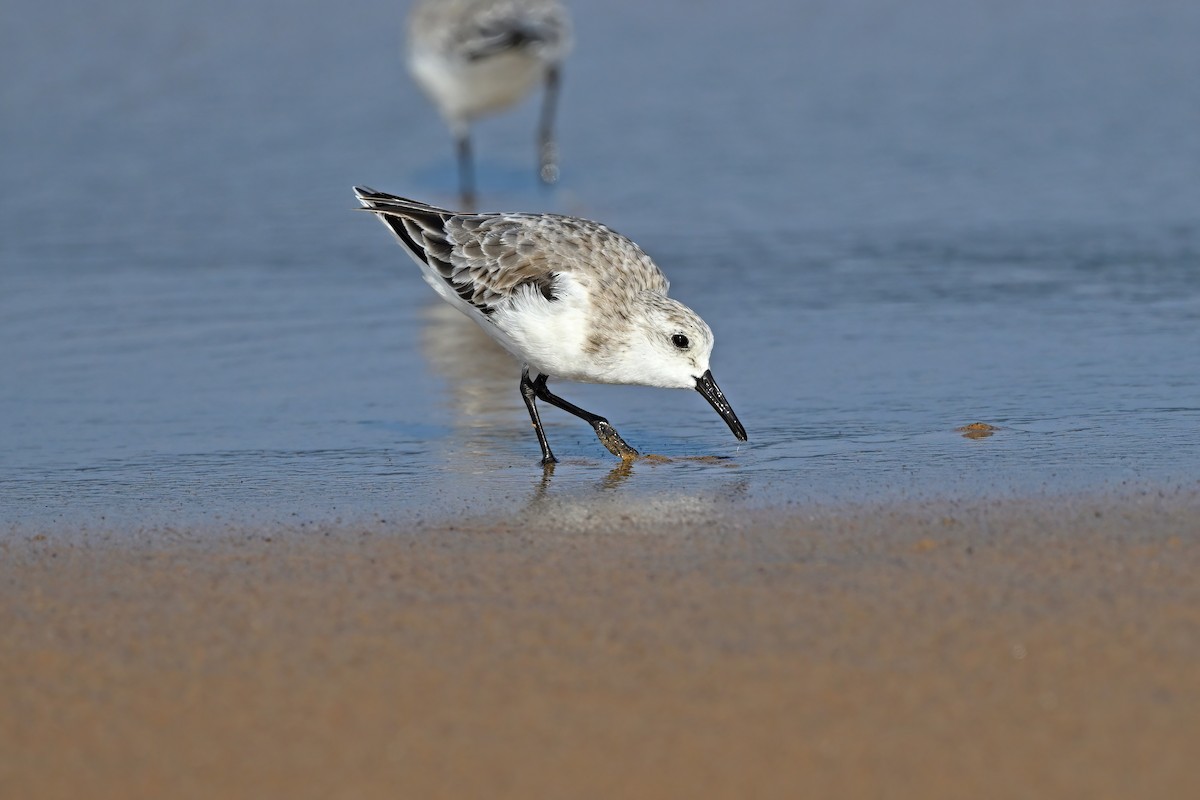 Sanderling - ML632084652
