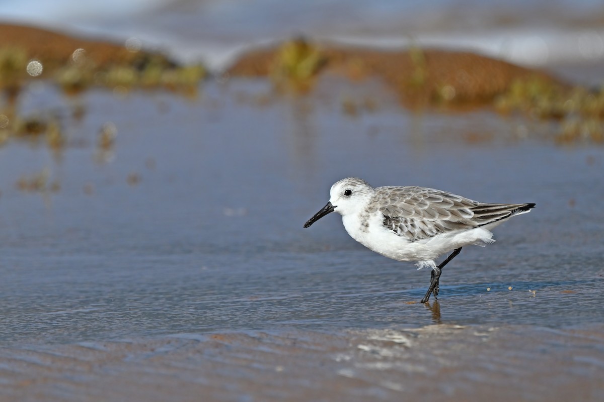 Sanderling - ML632084653