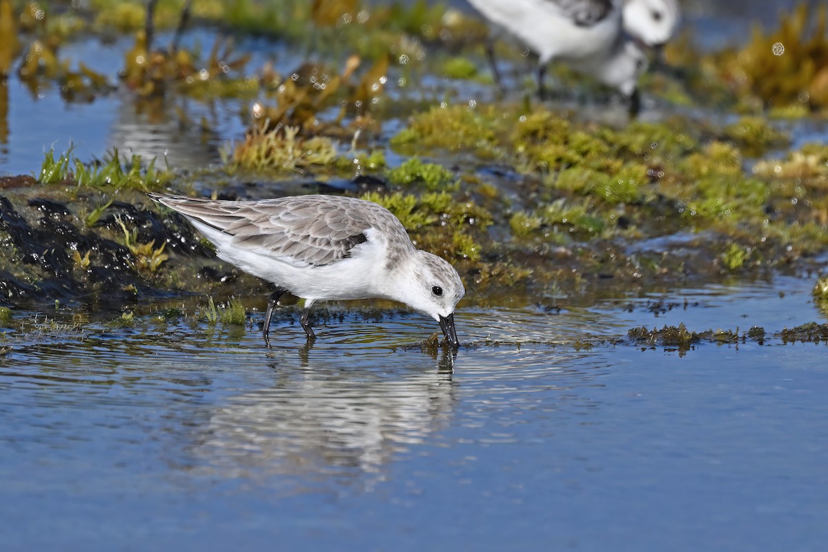 Sanderling - ML632084654