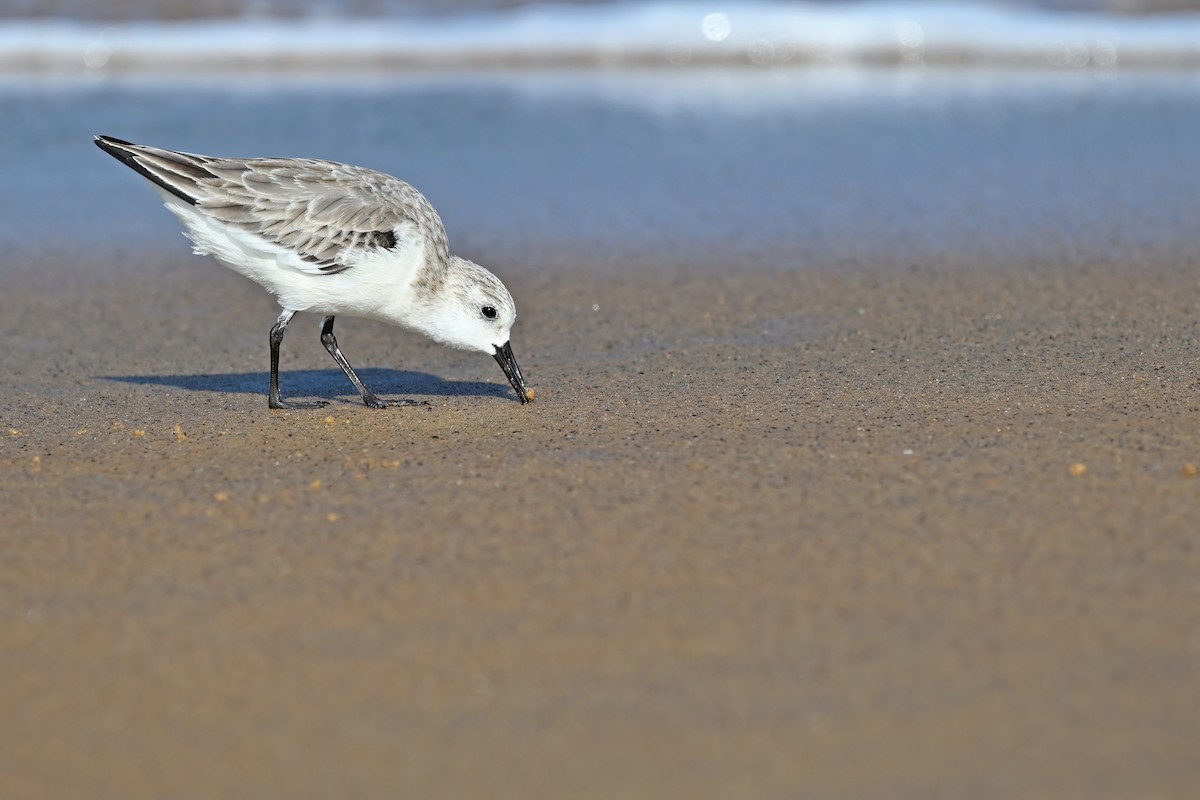 Sanderling - ML632084655
