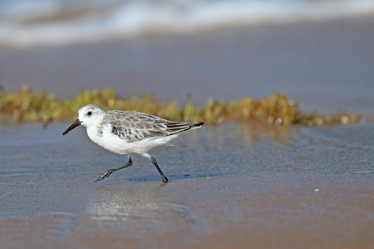 Sanderling - ML632084656