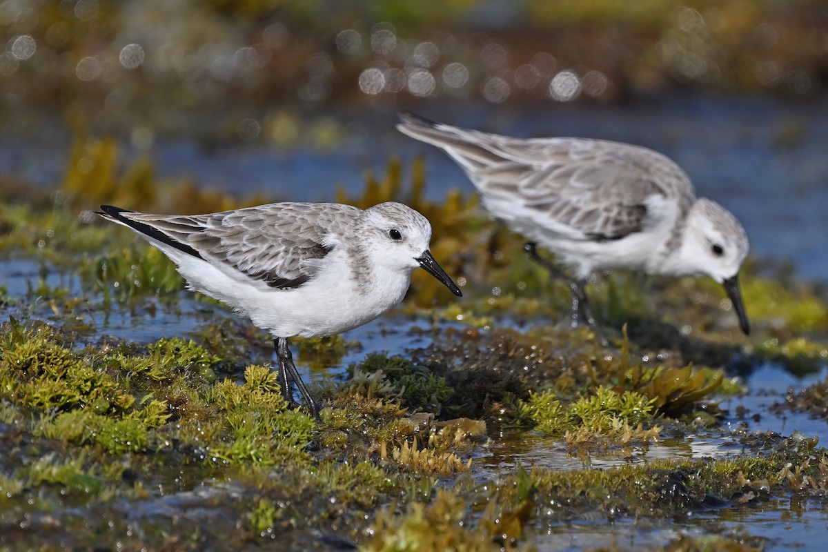 Sanderling - ML632084657