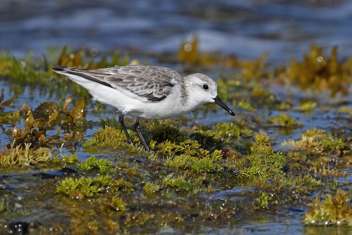 Sanderling - ML632084658