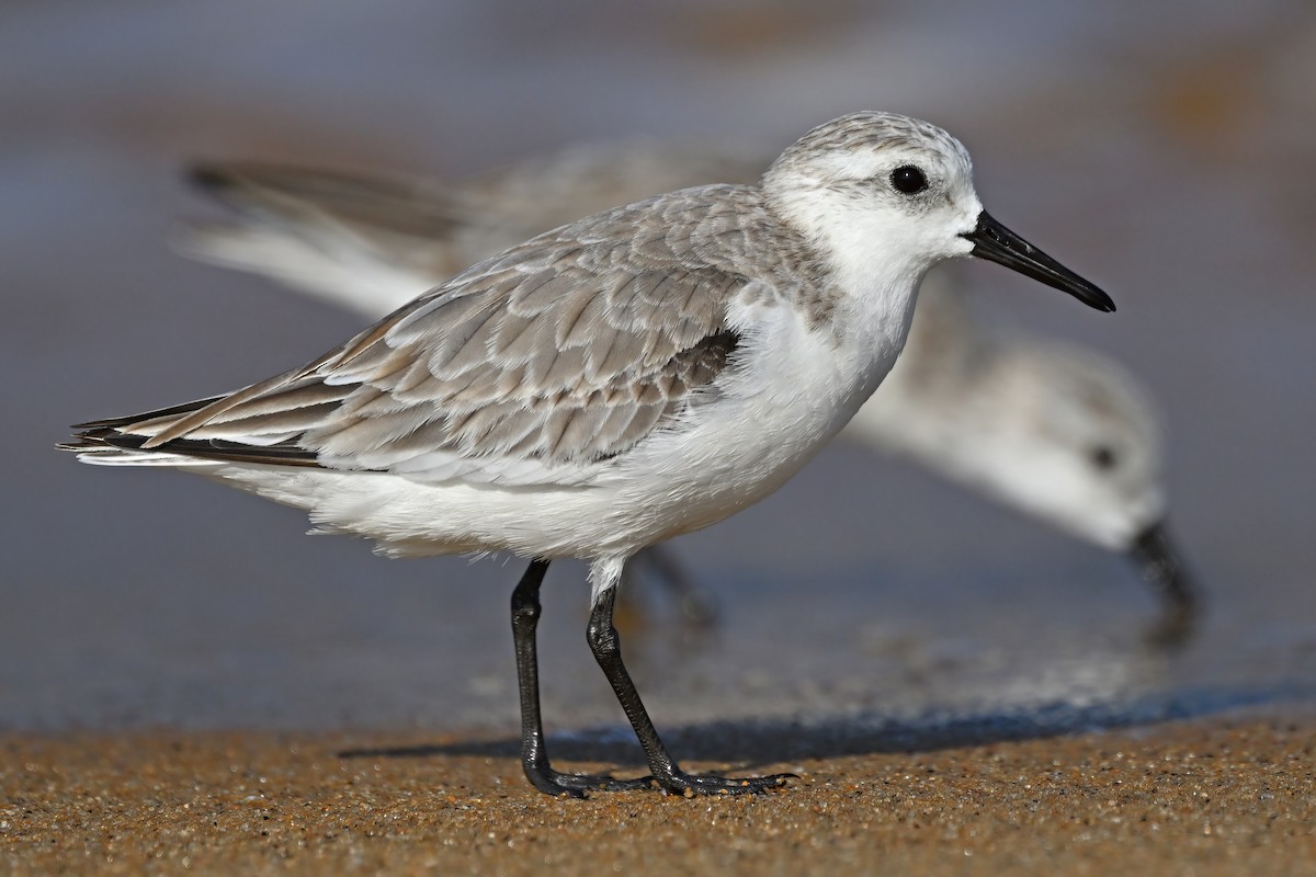 Sanderling - ML632084659