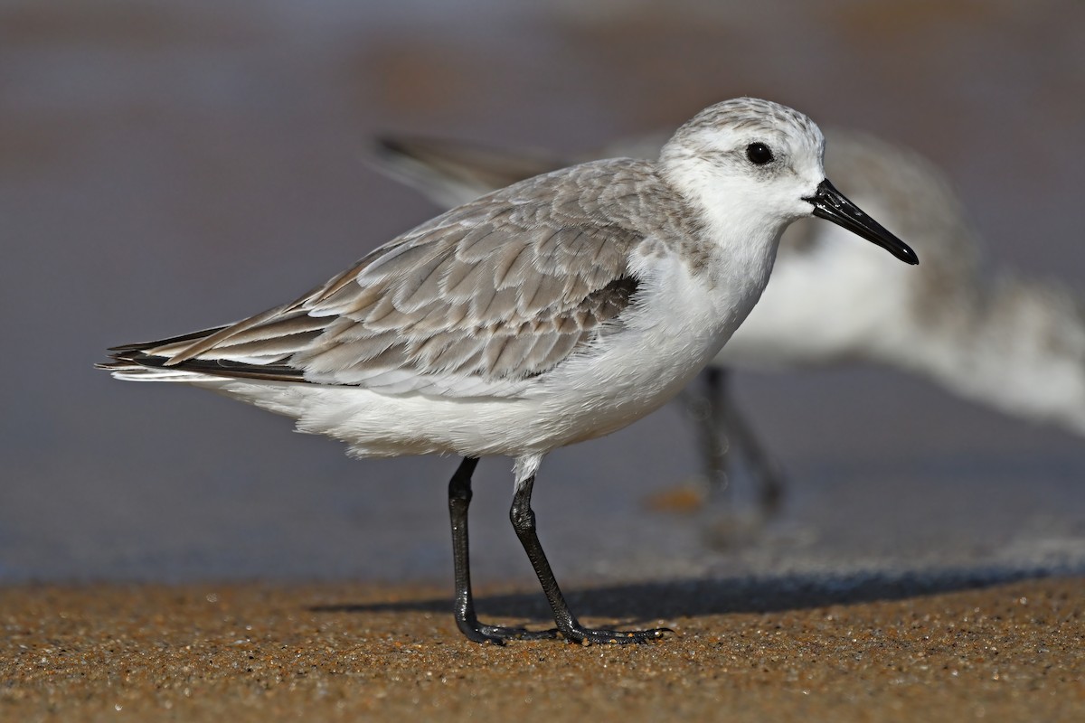 Sanderling - ML632084660