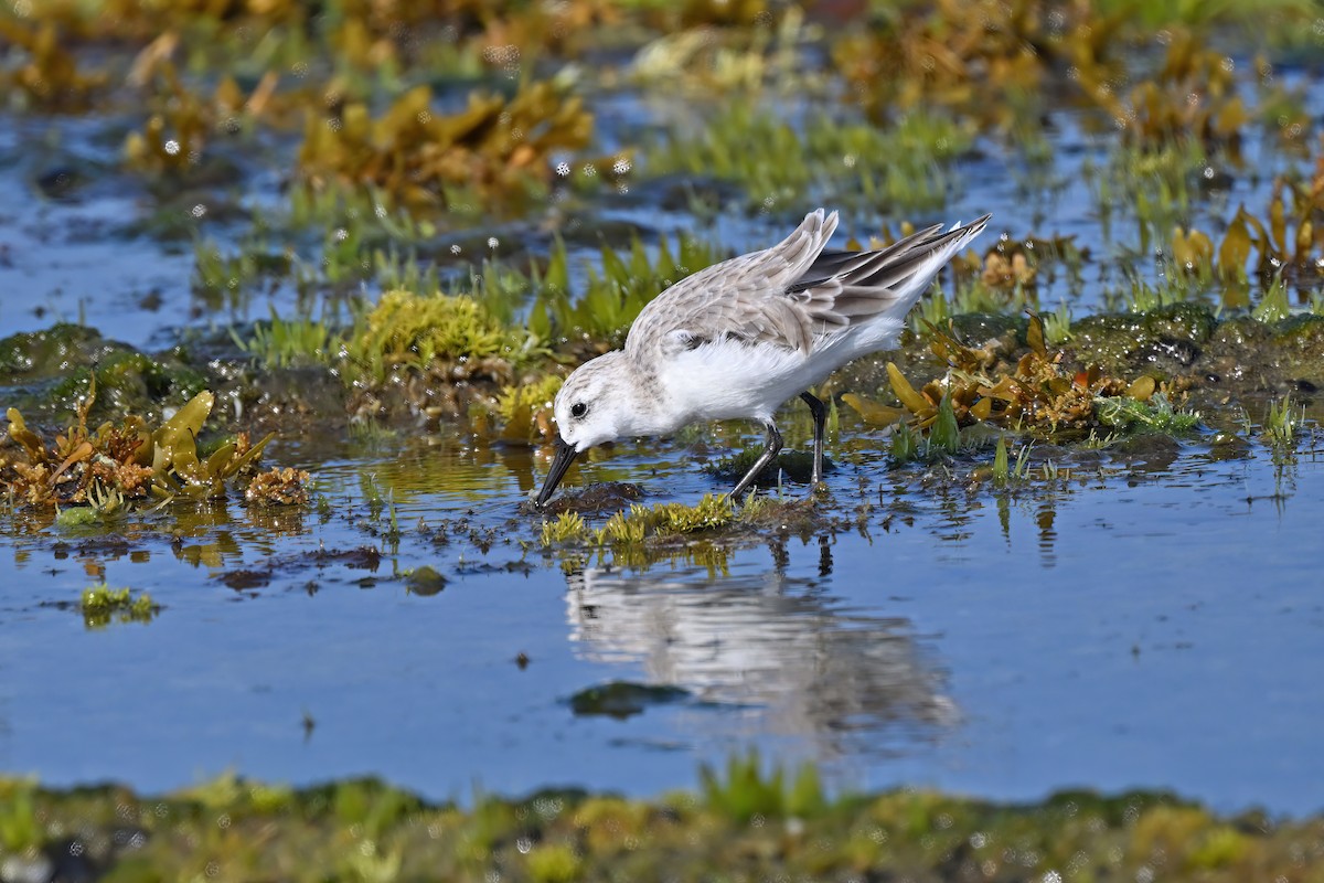 Sanderling - ML632084661