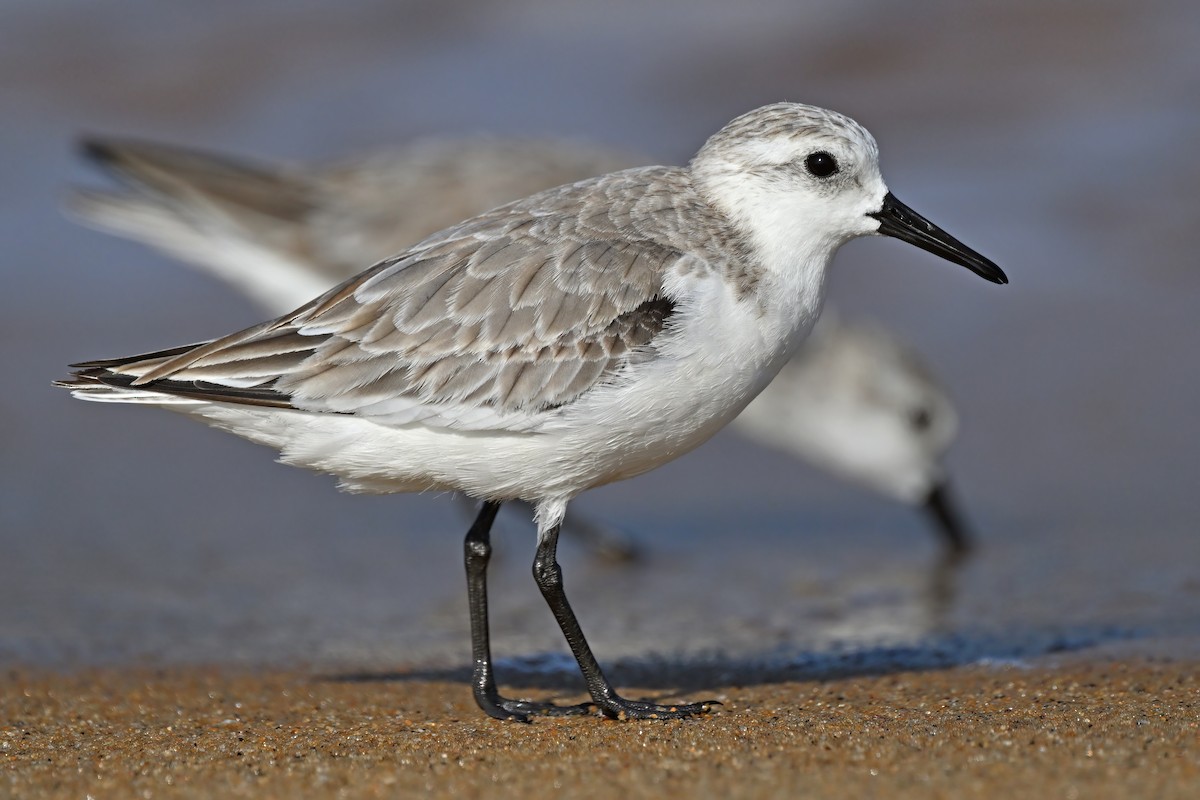 Sanderling - ML632084662