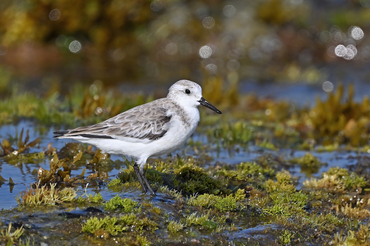 Sanderling - ML632084663