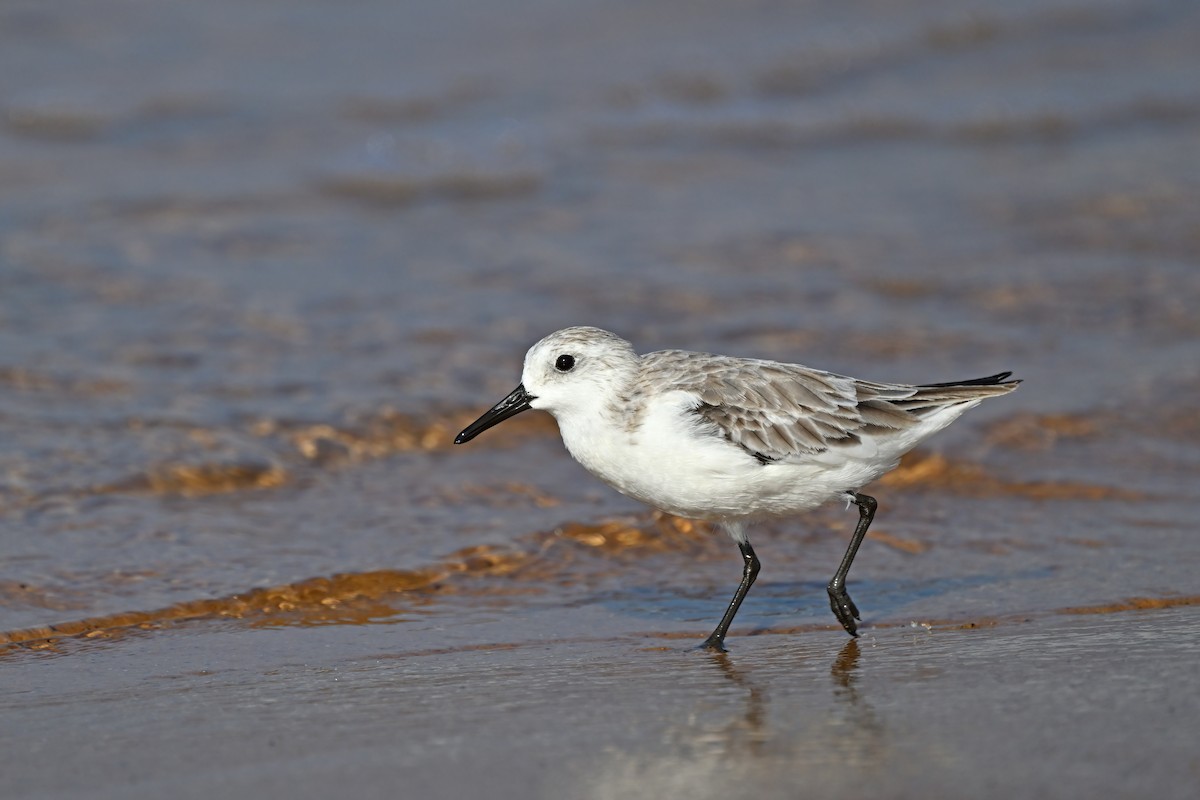Sanderling - ML632084664