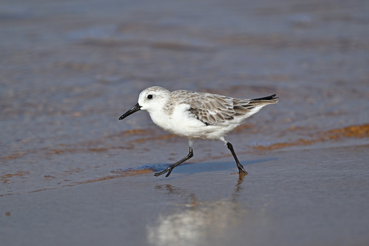 Sanderling - ML632084665