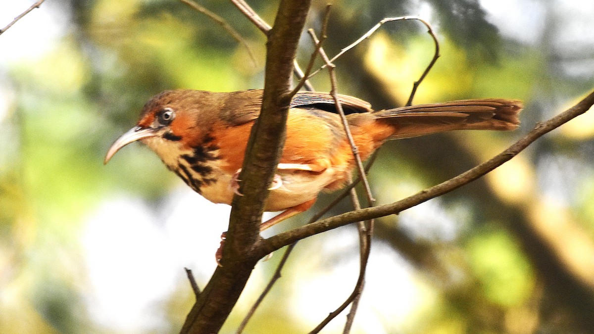 Black-streaked Scimitar-Babbler - ML632084822