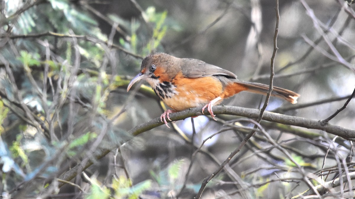 Black-streaked Scimitar-Babbler - ML632084824