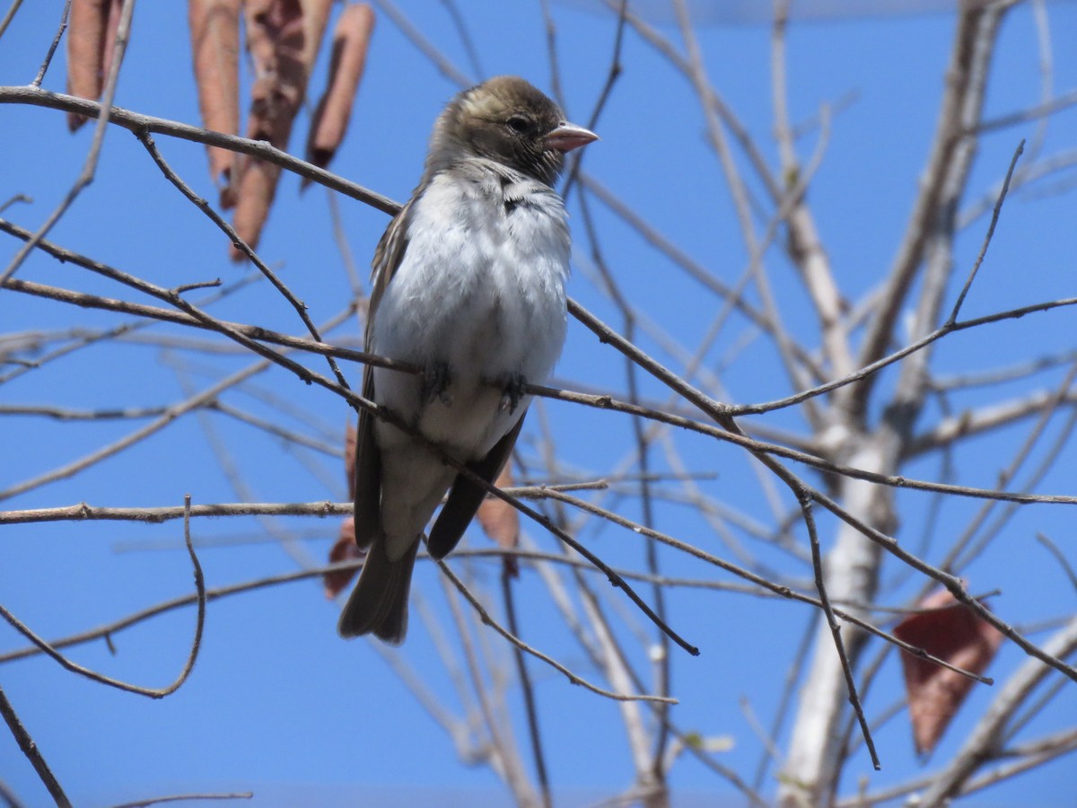Sahel Bush Sparrow - ML632084835