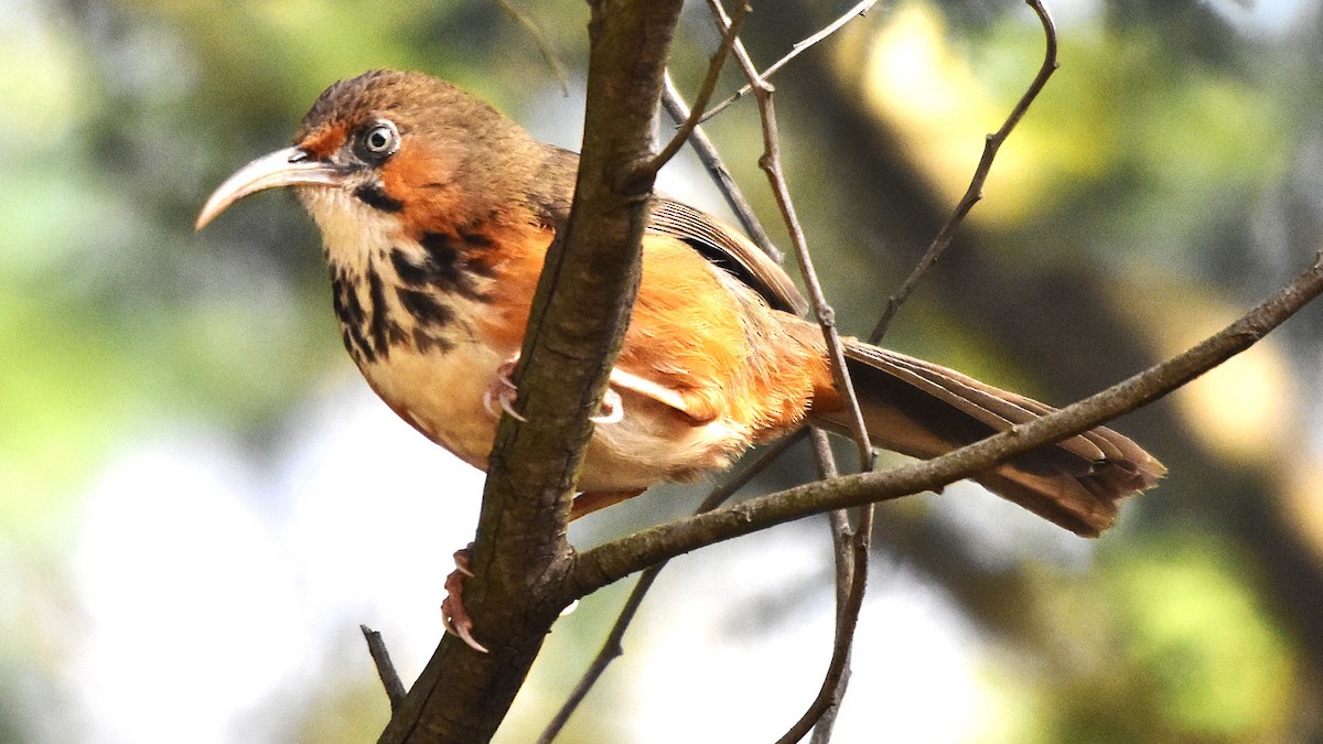Black-streaked Scimitar-Babbler - ML632084925