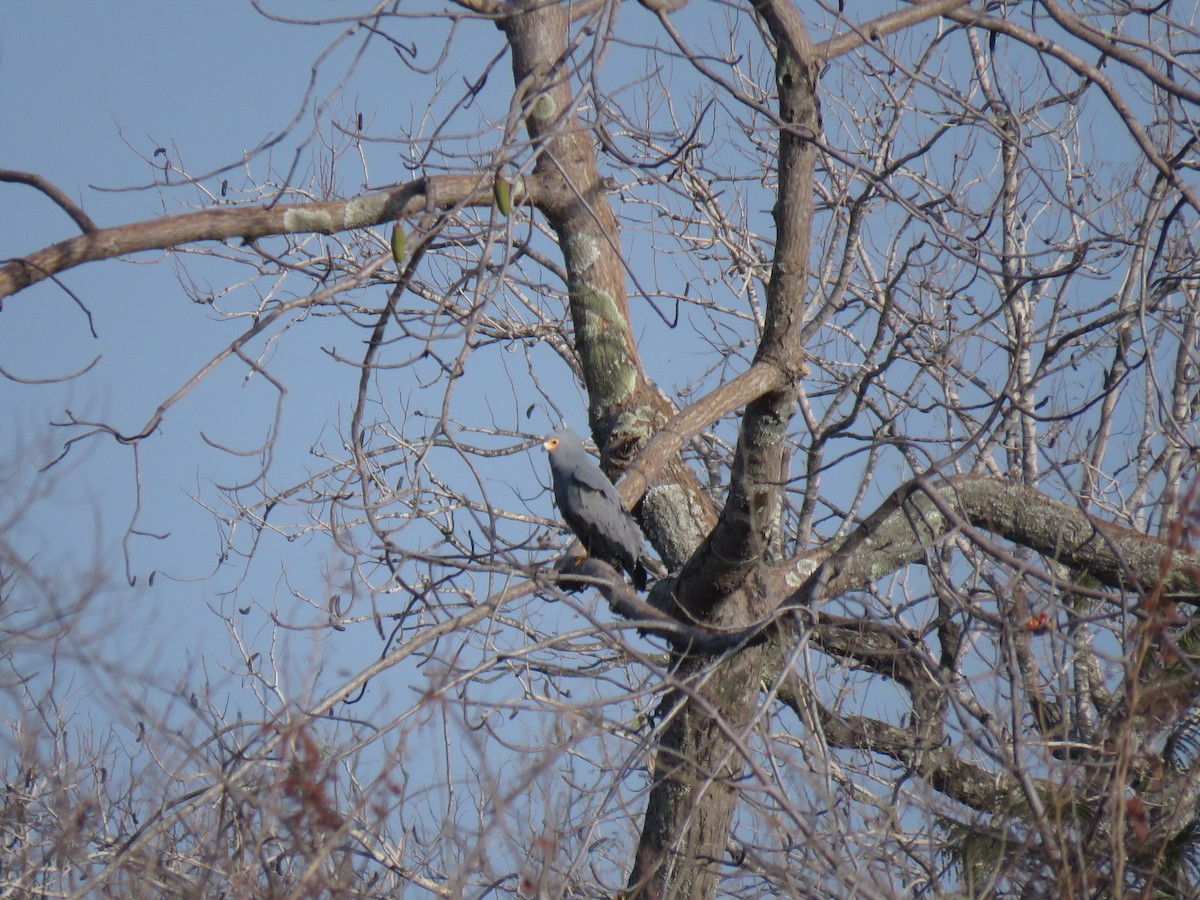 African Harrier-Hawk - ML632084940