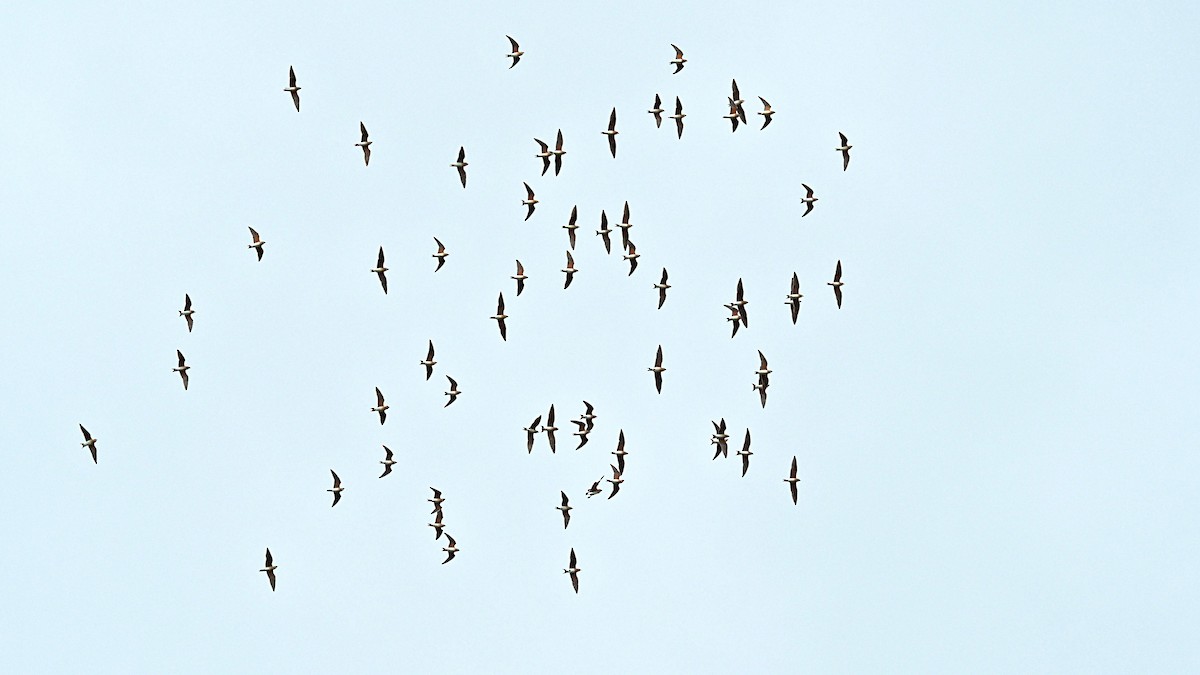 ouhorlík východní - ML632085181