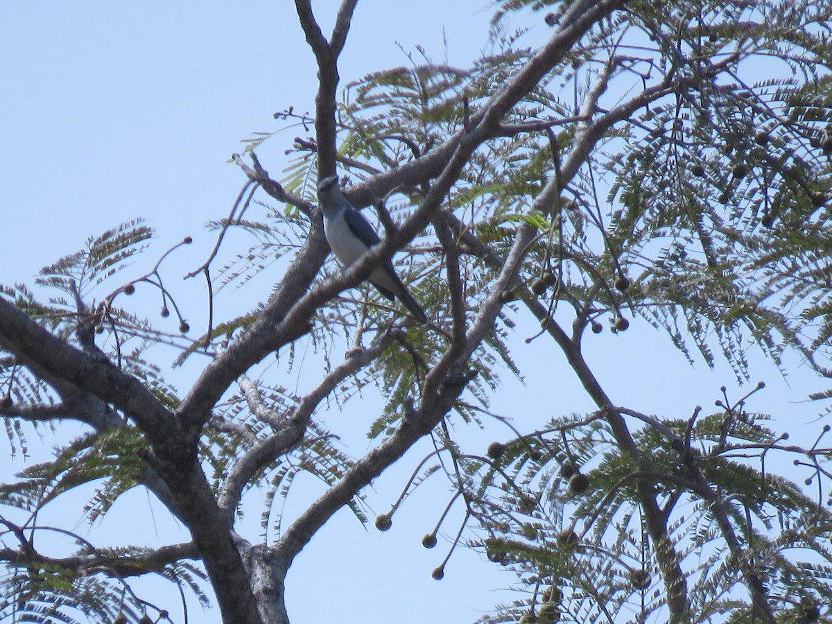 White-breasted Cuckooshrike - ML632085182