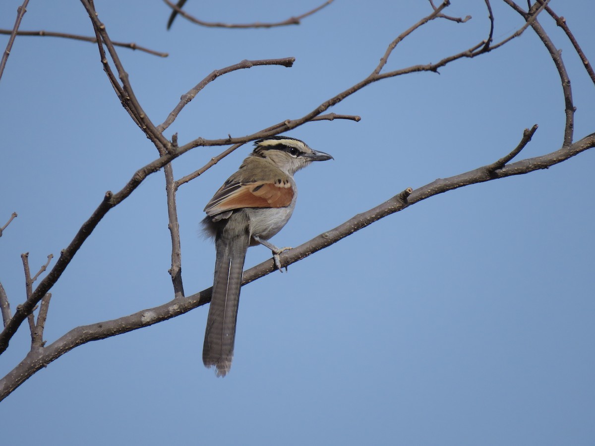 Black-crowned Tchagra - ML632085238
