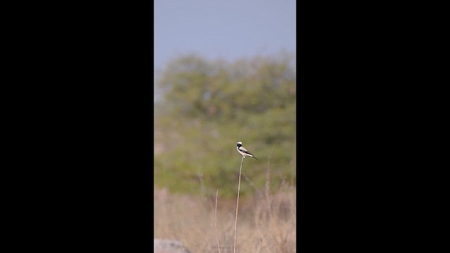 Desert Wheatear - ML632085239